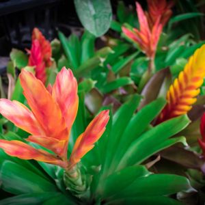 Vriesea carinata – Lobster Claws – Painted Feather – Bromeliad get a quote