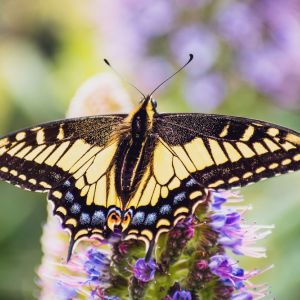 Western Swallowtail – Papilio rutulus get a quote