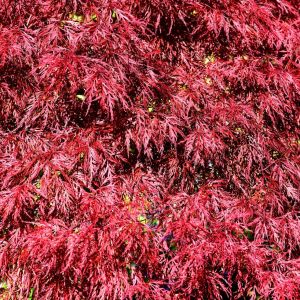 Acer palmatum var. atropurpureum ‘Burgundy Lace’ – Burgundy Lace Japanese Maple – Maple get a quote