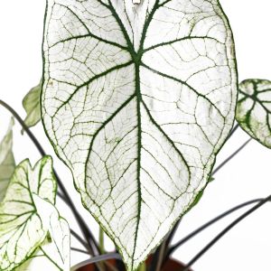 Caladium bicolor ‘Candidum’ – Caladium x hortulanum ‘Candidum’ – Angel Wings – Fancy-leafed Caladium – Elephant’s Ear – Heart of Jesus – Mother-in-law Plant get a quote