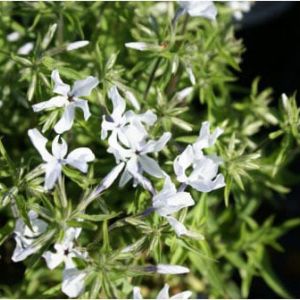 Phlox divaricata – Blue Phlox – Wild Sweet William – Woodland Phlox get a quote