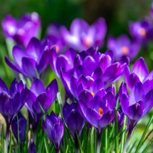 Crocus t. ‘Ruby Giant’ – bulb get a quote