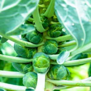 Brussels Sprouts get a quote