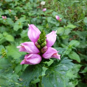 Chelone ‘Lyonii Hot Lips’ – Hot lips – Turtlehead – get a quote
