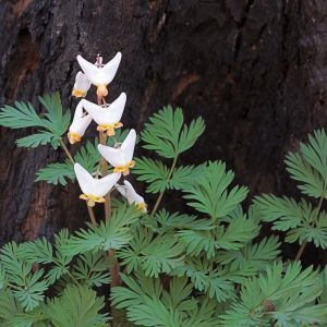 Dicentra cucullaria – Dutchman’s Breeched – Bleeding Heart – get a quote