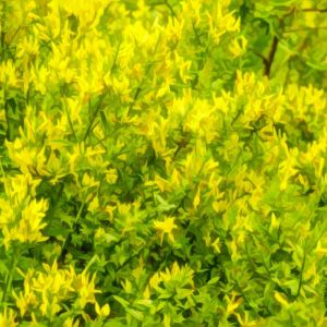 Genista tinctoria ‘Royal Gold’ – Dyer’s Greenweed – Common Woadwaxen – Chamaespartium – Echinopartum – Teline – Broom – get a quote