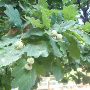 Quercus pubescens – Downy Oak – Oak – get a quote