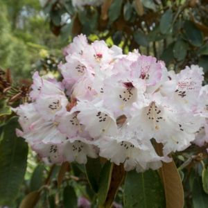 Rhododendron rex – Azaleas get a quote