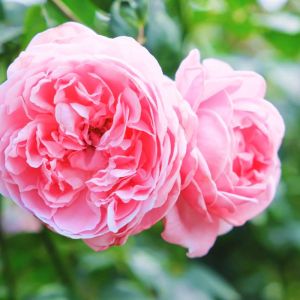 Rosa ‘Mme. Delaroche-Lambert’ – Rose ‘Mme. Delaroche-Lambert’ get a quote