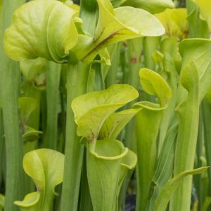 Sarracenia flava ‘Maxima’ – Yellow Pitcher Plant – Huntsman’s Horns – Pitcher Plant – get a quote