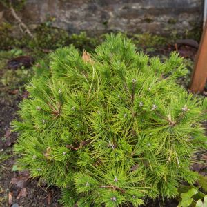 Pinus densiflora ‘Alice Verkade’ – Japanese Red Pine – Pine – get a quote