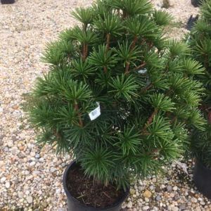 Sciadopitys – Japanese Umbrella pine – get a quote