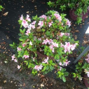 Rhododendron – Azalea encore autumn ‘Chiffon’ get a quote