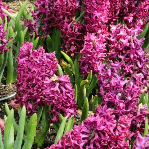 Hyacinthus ‘Woodstock’ – Hyacinth – bulbs get a quote