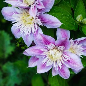 Clematis ‘Josephine’ get a quote