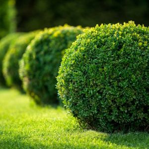 Buxus microphylla ‘Green Velvet’ – Small-leaved Boxwood – Chinese Box – Japanese Box – Korean Box – Box – Boxwood – get a quote