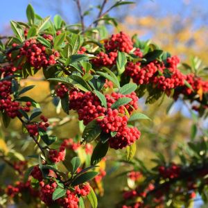 Cotoneaster frigidus – Himalayan Tree Cotoneaster get a quote