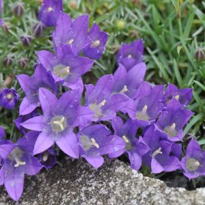 Edraianthus pumilio – Wahlenbergia pumilio – Grassy Bells – get a quote