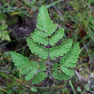 Gymnocarpium dryopteris – Oak Fern – get a quote