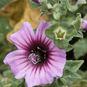 Lavatera arborea – Mallow – Tree Mallow – get a quote