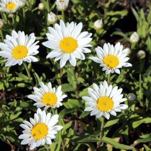 Leucanthemum x superbum ‘Snowcap’ – Chrysanthemum maximum of gardens – Chrysanthemum x superbum – Shasta Daisy – get a quote