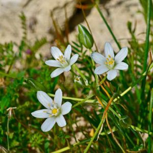 Ornithogalum montanum – Star-of-Bethlehem – get a quote