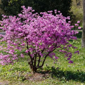 Rhododendron dauricum – Azaleas – get a quote