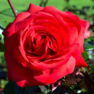 Rosa ‘Mister Lincoln’ – Rose ‘Mister Lincoln’ get a quote