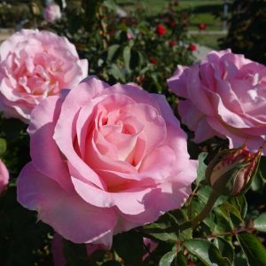 Rosa ‘Ramona’ – Rose x anemonoides ‘Ramona’ – Rose ‘Red Cherokee’ – get a quote