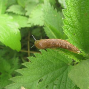 Tawny Garden Slug – Limax flavus get a quote