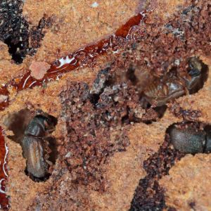 Bark Beetles get a quote
