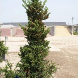 Cryptomeria jap. ‘Yoshino’ – Black cryptomeria – get a quote