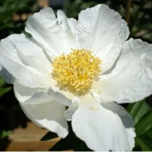 Peony ‘Krinkled White’ – Paeonies get a quote