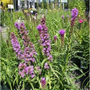 Liatris spicate pur. – Gayfeather – Blazing star – get a quote