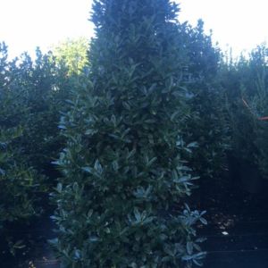 ilex red oakleaf – Holly get a quote