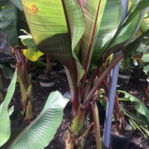 Musa – Banana tree get a quote