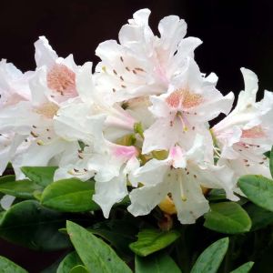 Rhododendron – Azalea  ‘Gumpo White’ get a quote