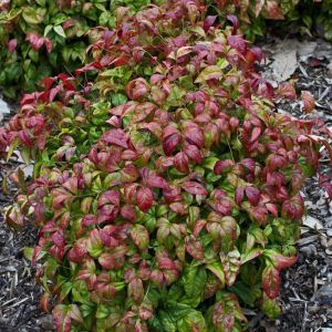 Nandina d. ‘Firepower’- Sacred Bamboo – Heavenly Bamboo get a quote