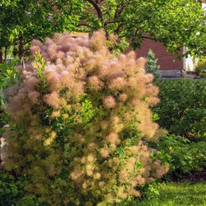 Cotinus coggygria – Rhus cotinus – Venetian sumac – Eurasia Smoke Bush – Smoke Tree – Smoke Bush – get a quote