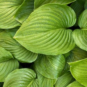 Hosta ‘August Moon’ – Plantain Lily ‘August Moon’ get a quote