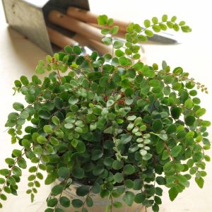 Pellaea rotundifolia – Button Fern – Round-leafed Fern – Tarawera – fern get a quote