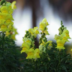 Thermopsis villosa – Thermopsis caroliniana – Carolina Lupine – get a quote
