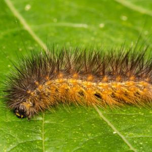 Saltmarsh Caterpillar – Areca Moth – Estigmene acrea get a quote