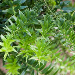 Araucaria bidwillii – Bunya Bunya – Bunya Pine – get a quote