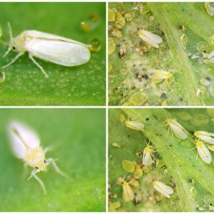 Silverleaf Whitefly – Bemisia argentifolii get a quote