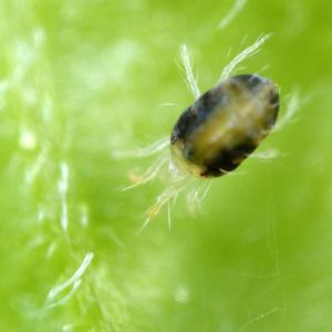 Twospotted Spider Mite – Tetranychus urticae get a quote