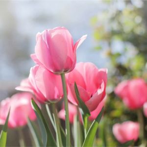 Tulipa ‘Pink Impression’  – Tulip ‘Pink Impression’ get a quote