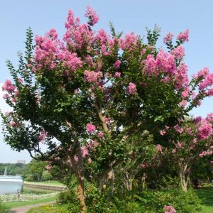 Lagerstroemia indica ‘Tuskegee’ – Crape Myrtle – Crepe Myrtle – get a quote