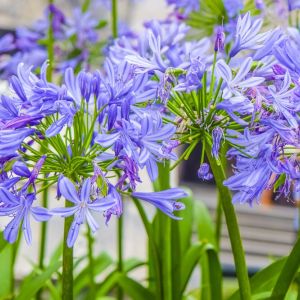 Agapanthus africanus – African Lily – African lily-of-the-Nile – African blue lily get a quote