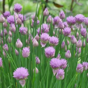Allium schoenoprasum – Chives – Onion get a quote